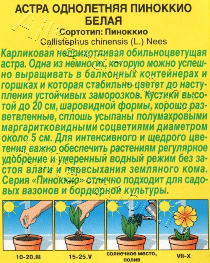 Астра Пиноккио белая 0,05г