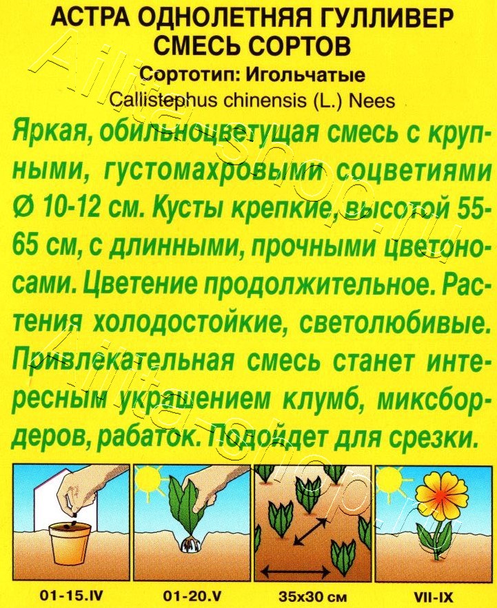 Астра Гулливер, смесь окрасок 0,2г