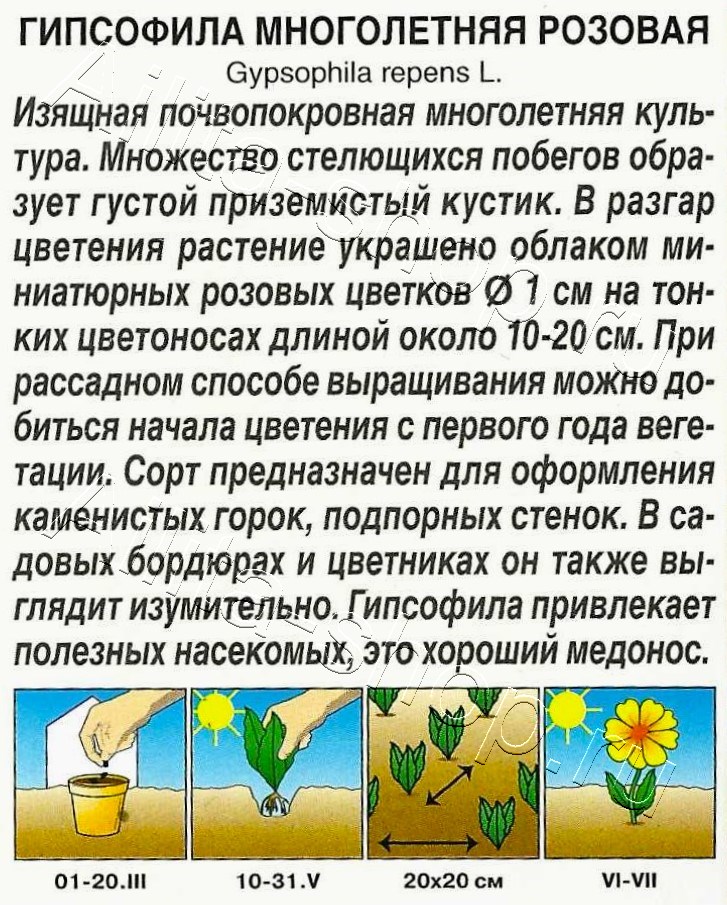 Гипсофила Многолетняя розовая 0,05г