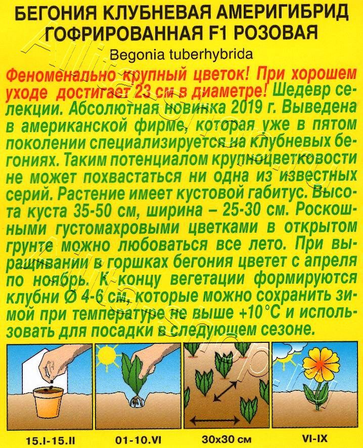 Бегония Америгибрид гофрированная F1 розовая 5шт