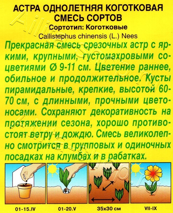 Астра Коготковая, смесь окрасок 0,2г