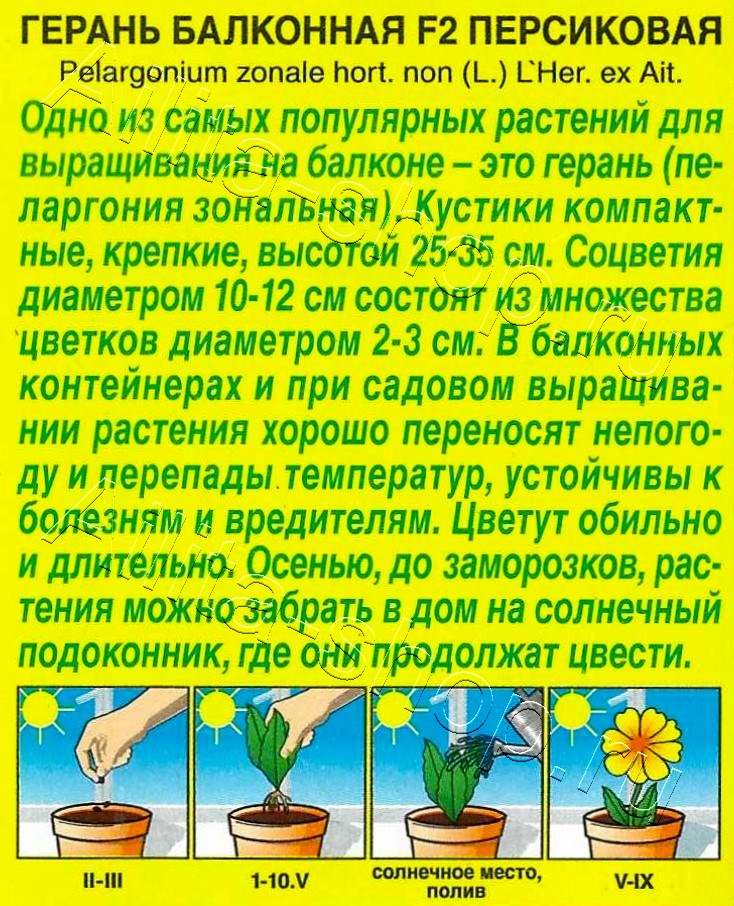 Герань Балконная персиковая F2 5шт