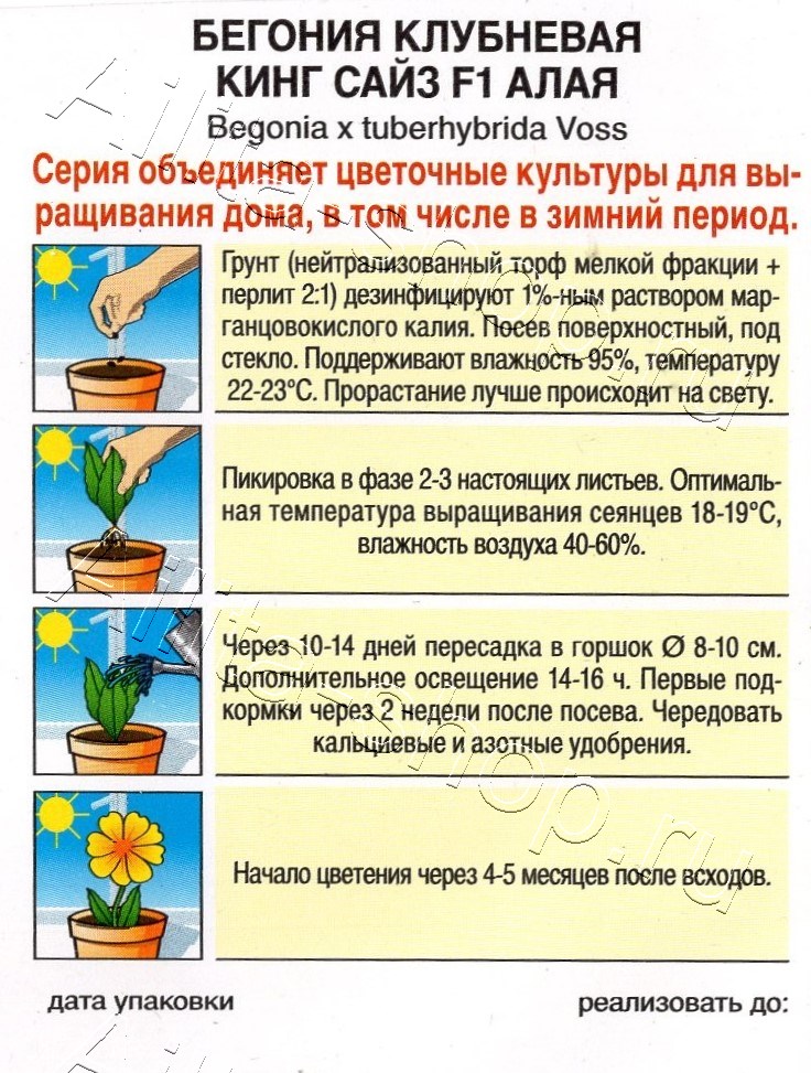 Бегония клубневая Кинг Сайз F1 алая 5шт