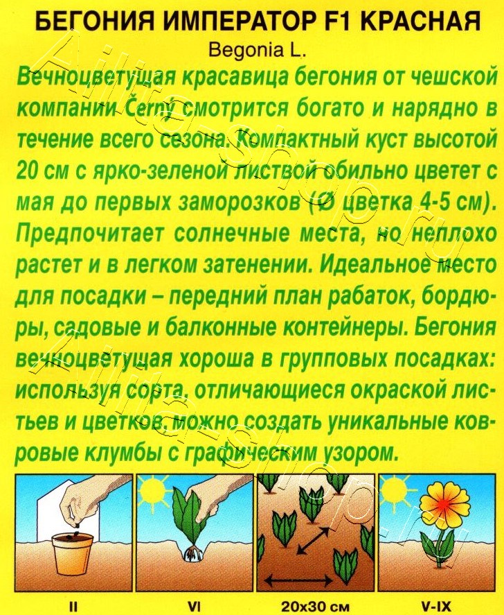 Бегония вечноцветущая Император красная F1 10шт