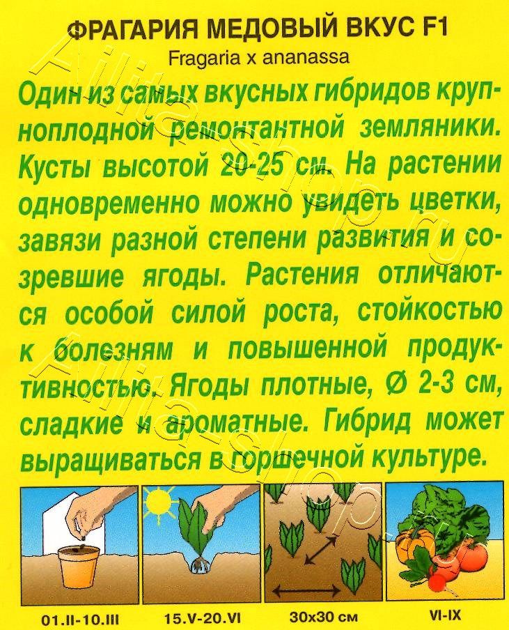 Земляника ремонтантная крупноплодная Медовый вкус F1 7шт