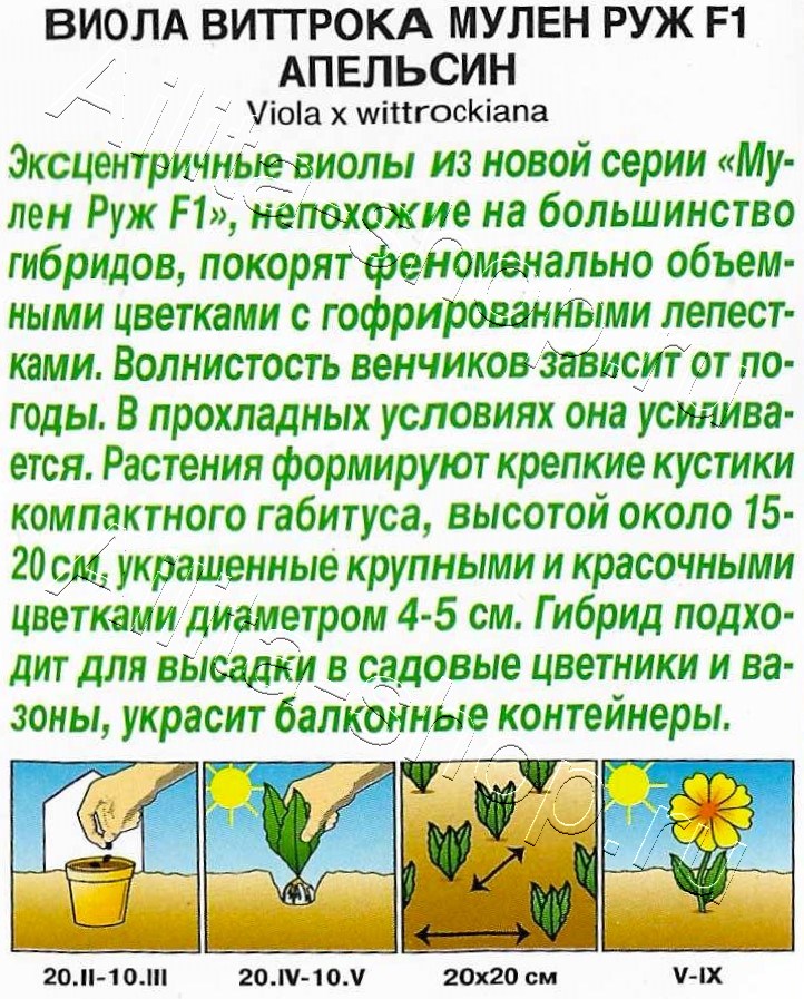 Виола Мулен Руж F1 апельсин 5шт
