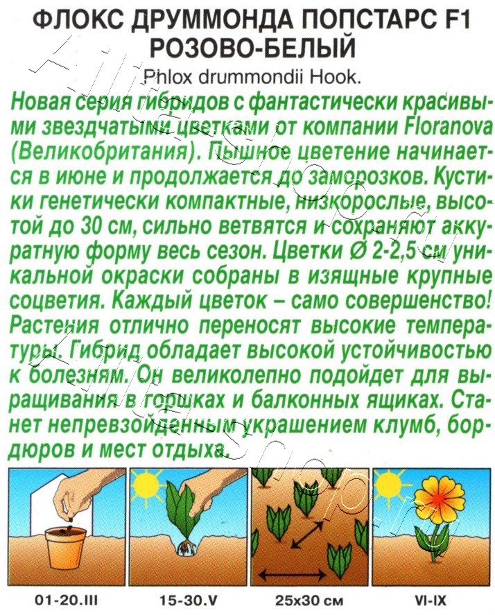 Флокс друммонда Попстарс F1 розово-белый 5шт