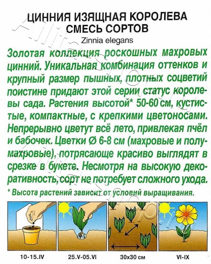 Цинния Королева, смесь сортов 5шт