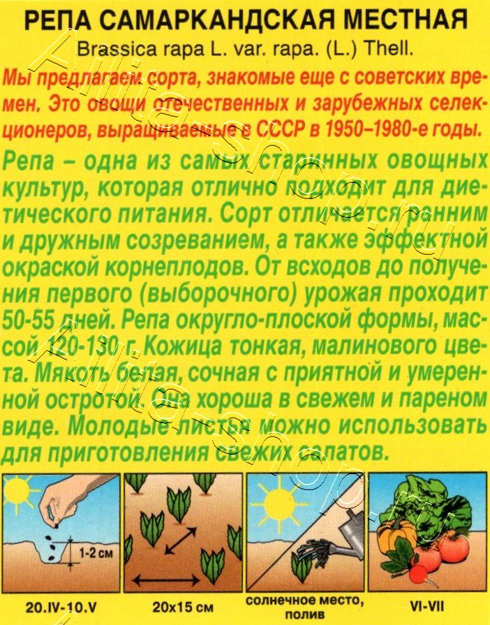 Репа Самаркандская местная 1г