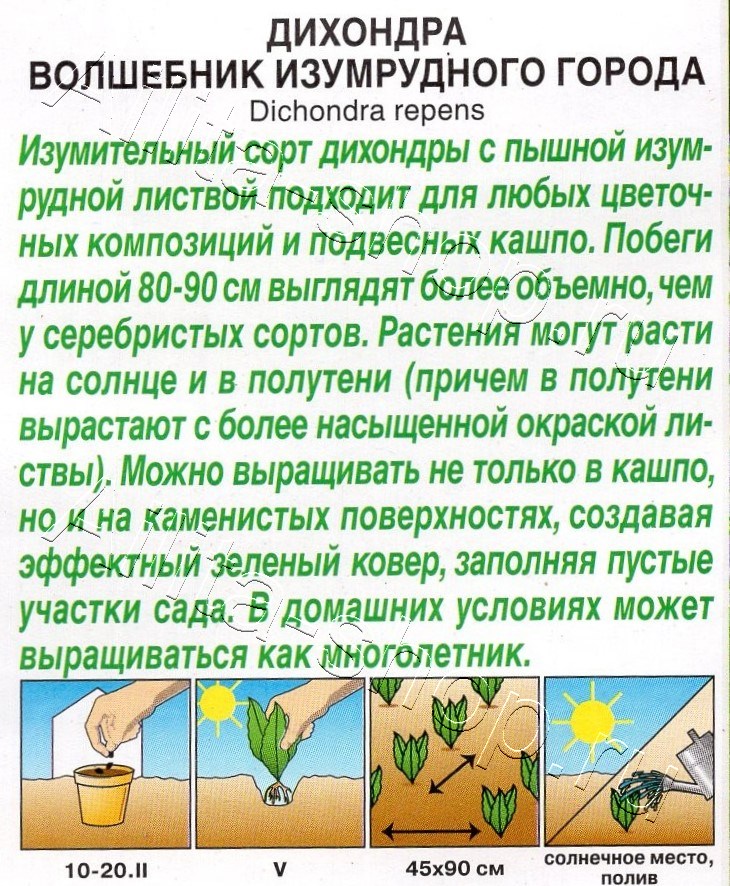 Дихондра Волшебник Изумрудного города 3шт