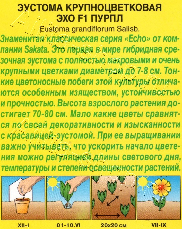 Эустома Эхо F1 пурпл крупноцветковая 5шт
