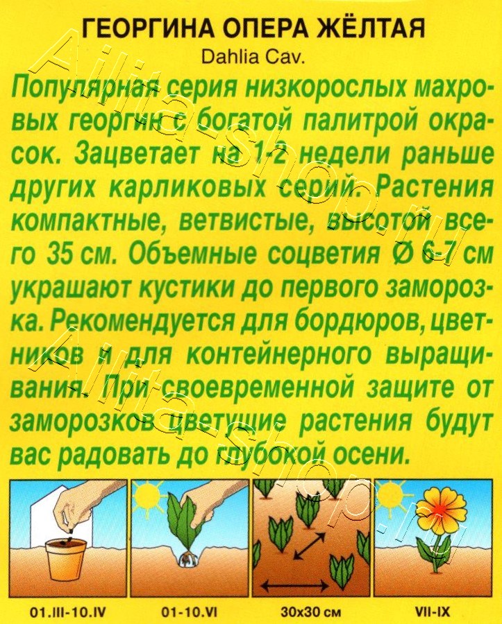 Георгина Опера желтая 7шт