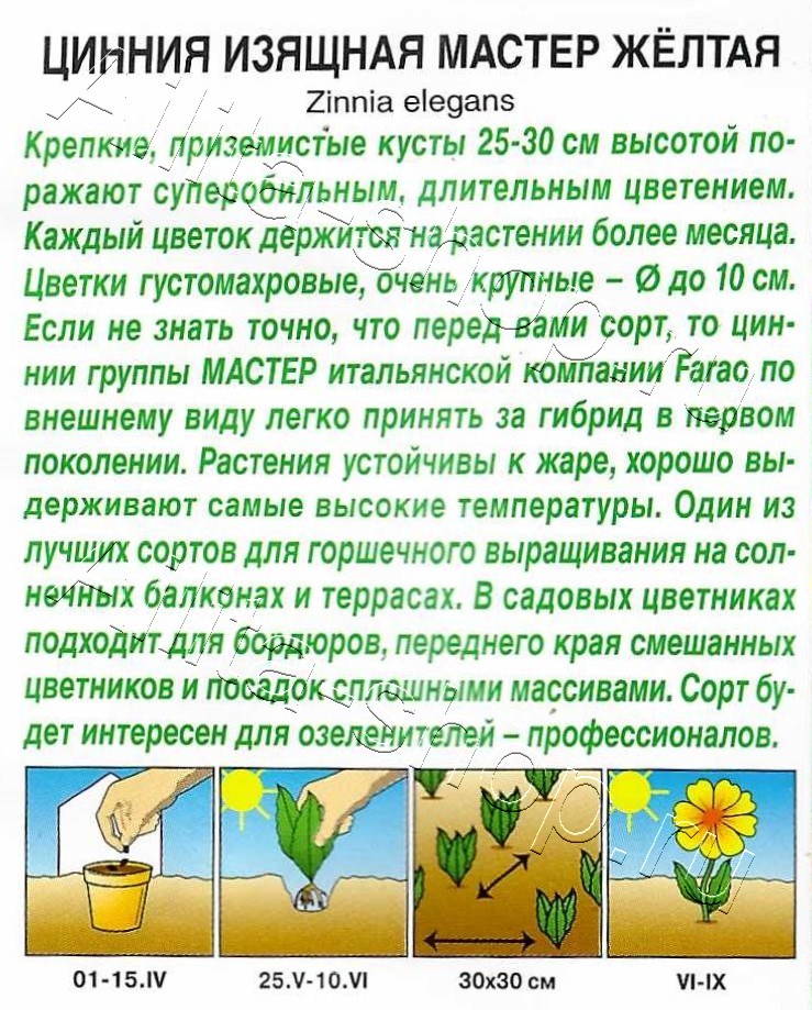 Цинния Мастер желтая 12шт