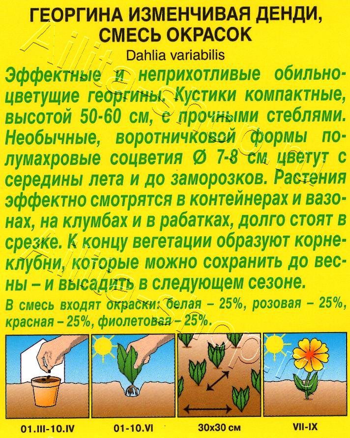 Георгина Денди, смесь окрасок 0,3г