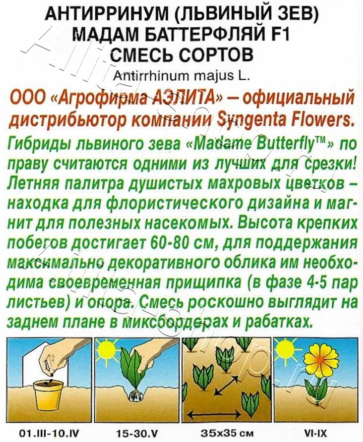Львиный зев Мадам баттерфляй F1, смесь сортов 7шт