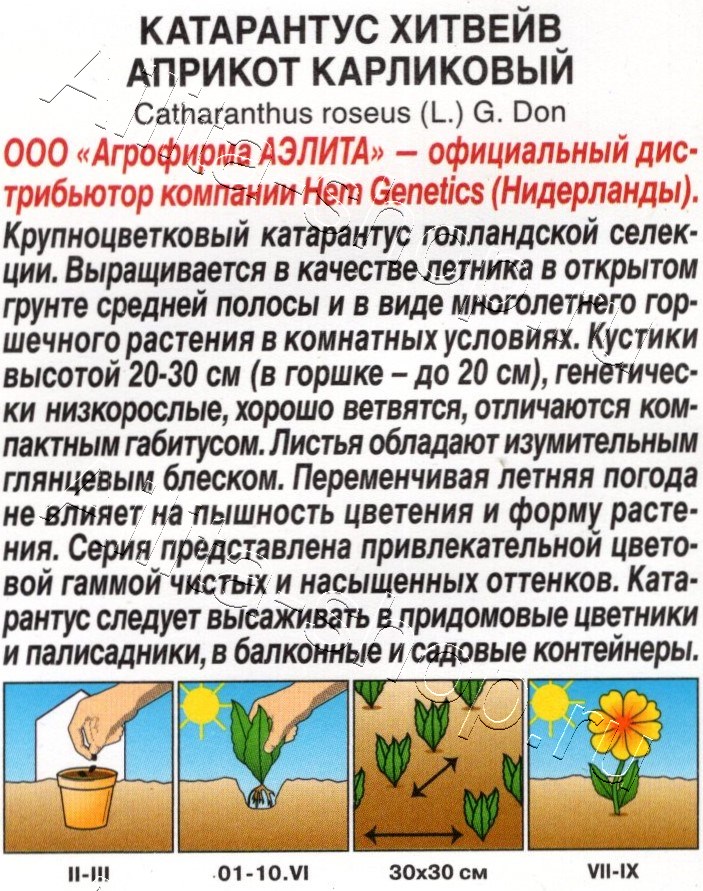 Катарантус Хитвейв априкот карликовый 5шт