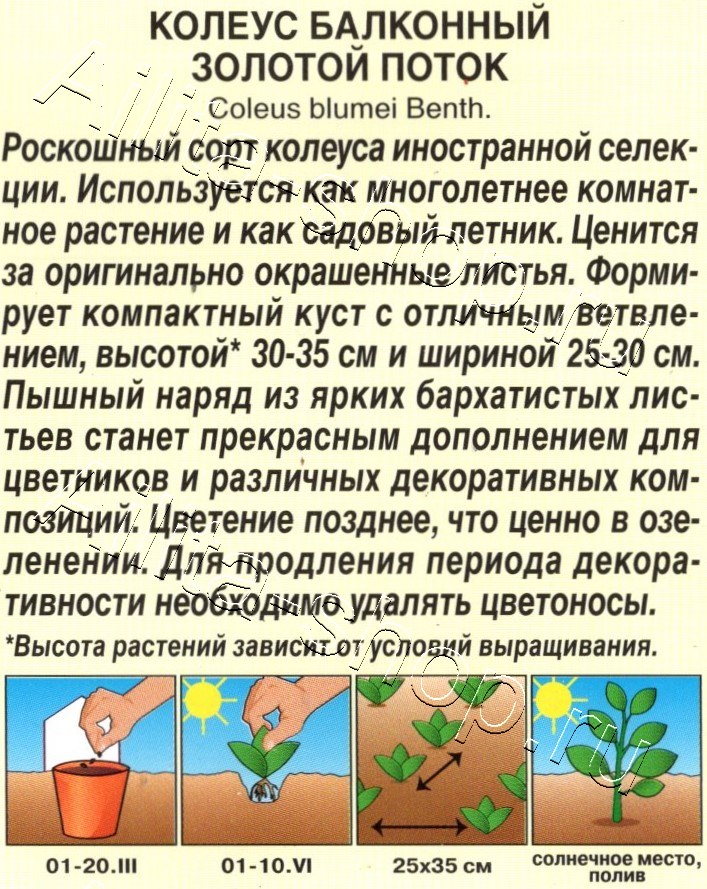 Колеус балконный Золотой поток 5шт