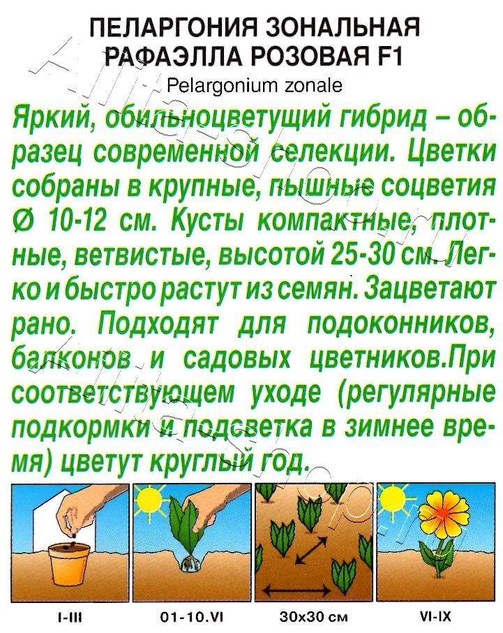 Пеларгония Рафаэлла F1 розовая 5шт