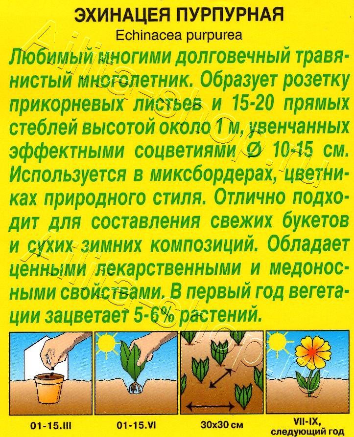 Эхинацея пурпурная (Рудбекия пурпурная) 0,2г