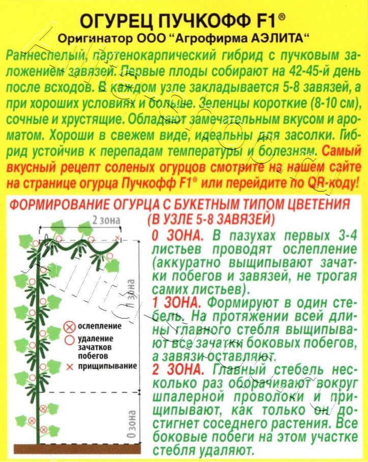 Огурец Пучкофф F1 10шт