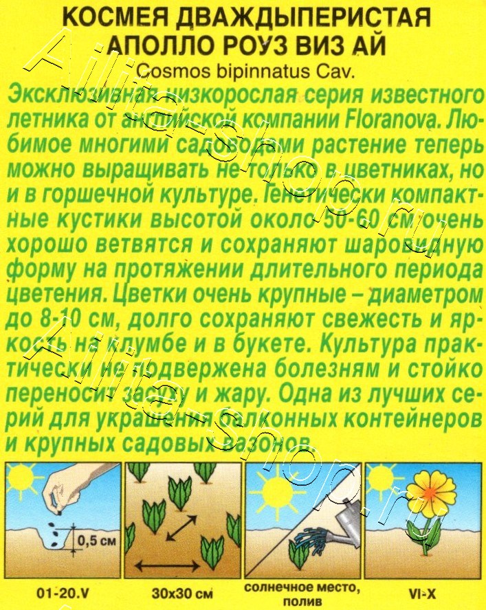 Космея Аполло роуз виз ай 5шт