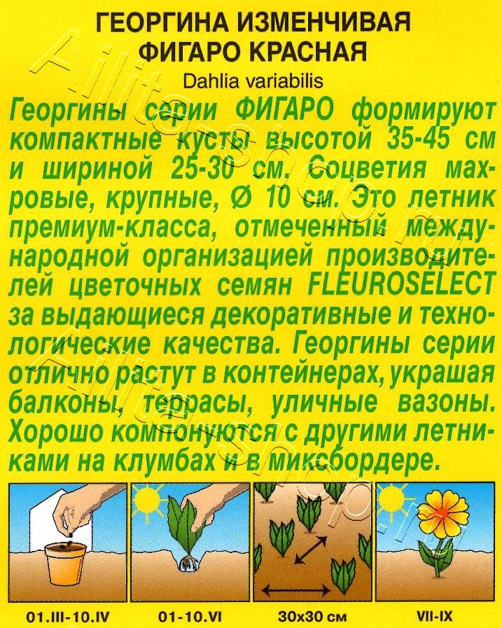 Георгина Фигаро махровая красная 7шт