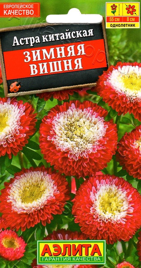 Астра Зимняя вишня помпонная (0,2 г) (Аэлита) — Питомник Летний сад