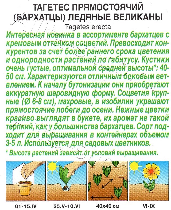 Бархатцы Ледяные великаны прямостоячие 7шт