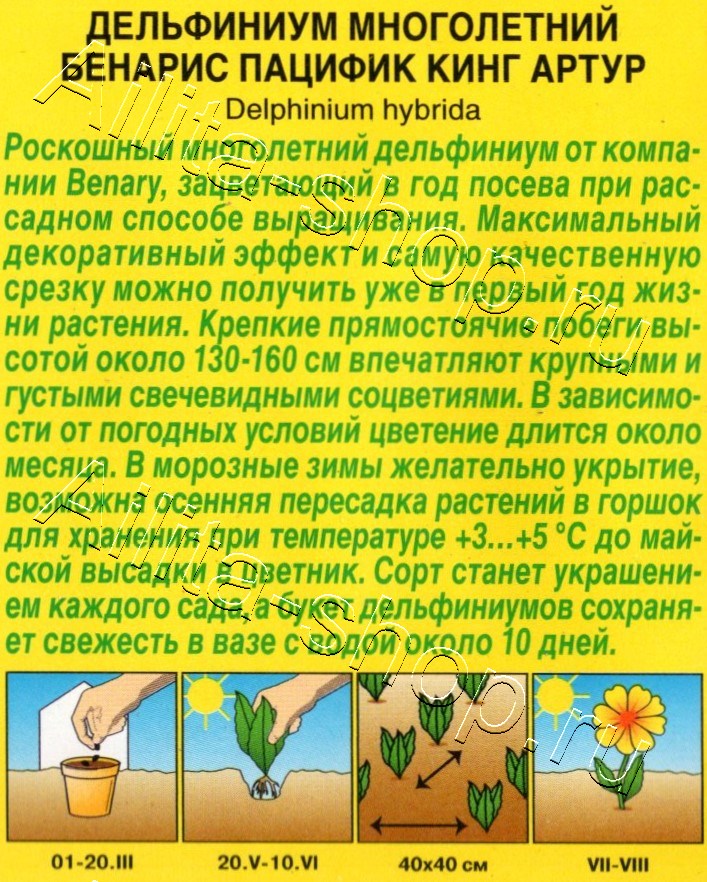 Дельфиниум Бенарис пацифик кинг артур 10шт