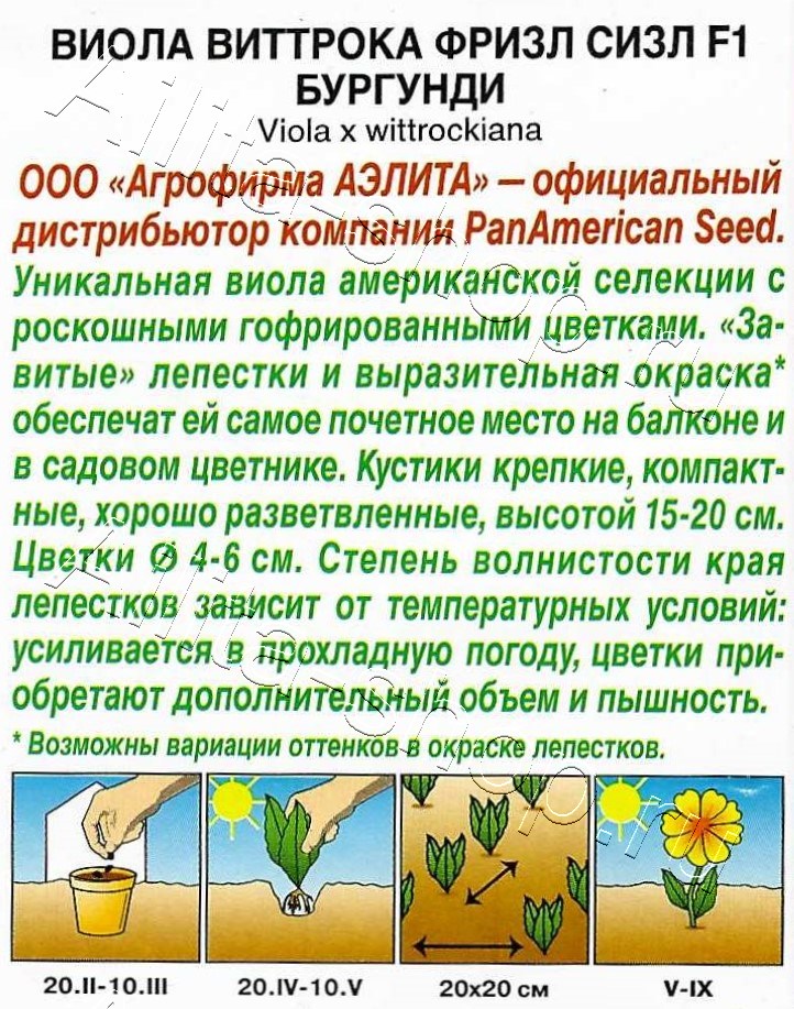 Виола Фризл Сизл F1 бургунди гофрированная 5шт