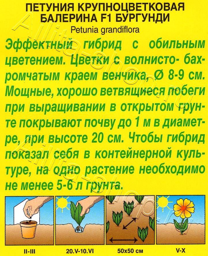 Петуния Балерина бургунди крупноцветковая F1 7шт