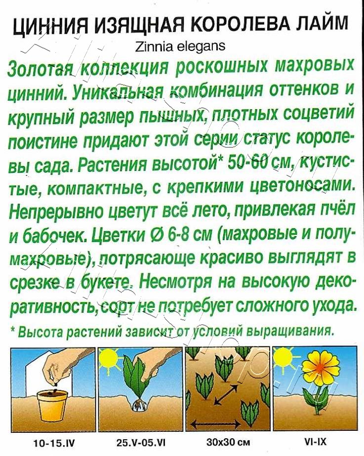 Цинния Королева лайм 5шт