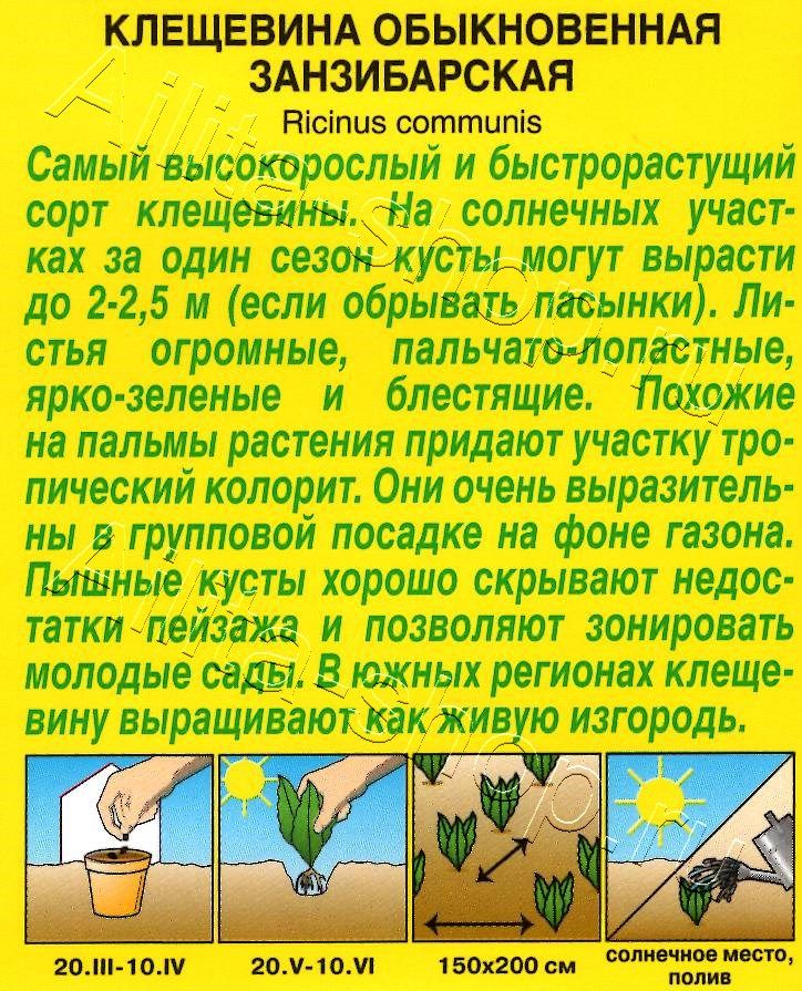 Клещевина Занзибарская 2г