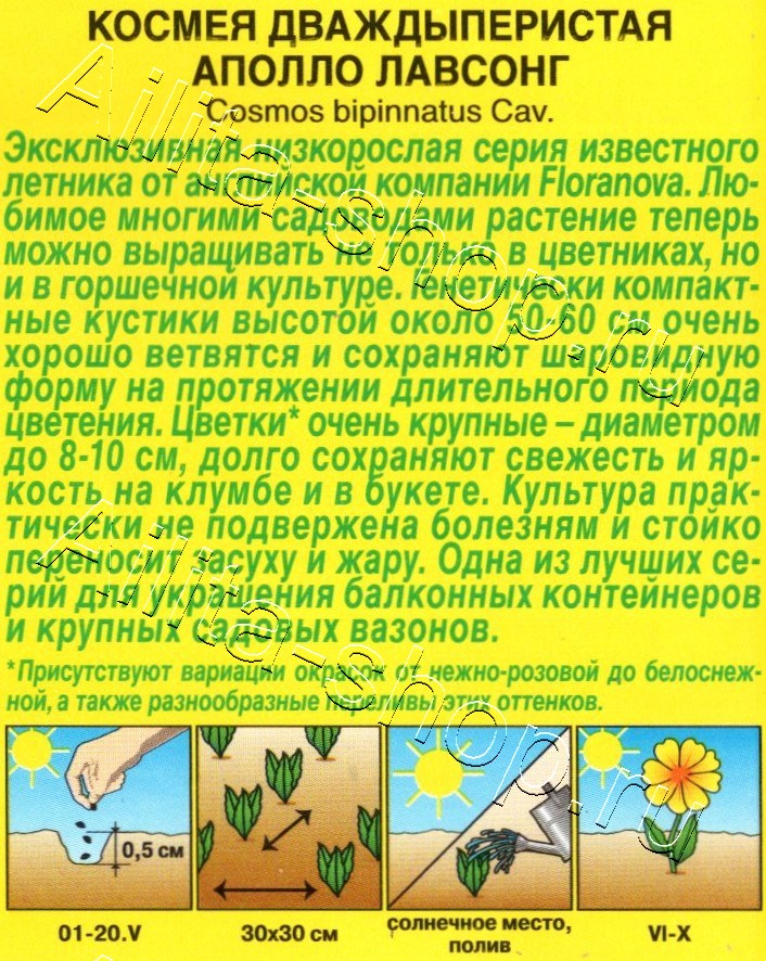Космея Аполло лавсонг 5шт