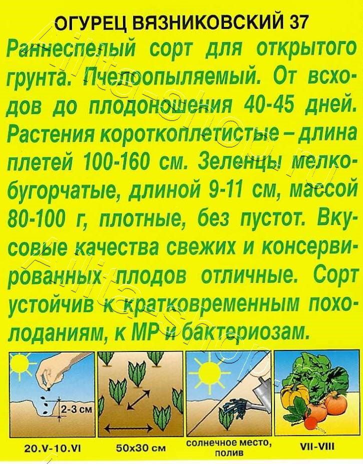 Огурец Вязниковский 37 20шт