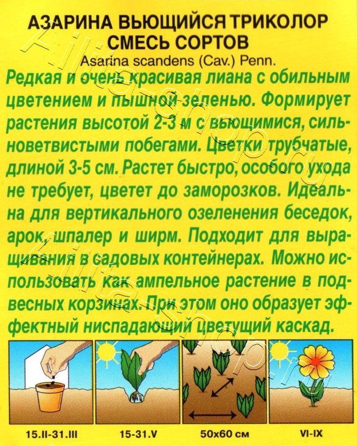 Азарина Вьющийся триколор, смесь сортов 5шт