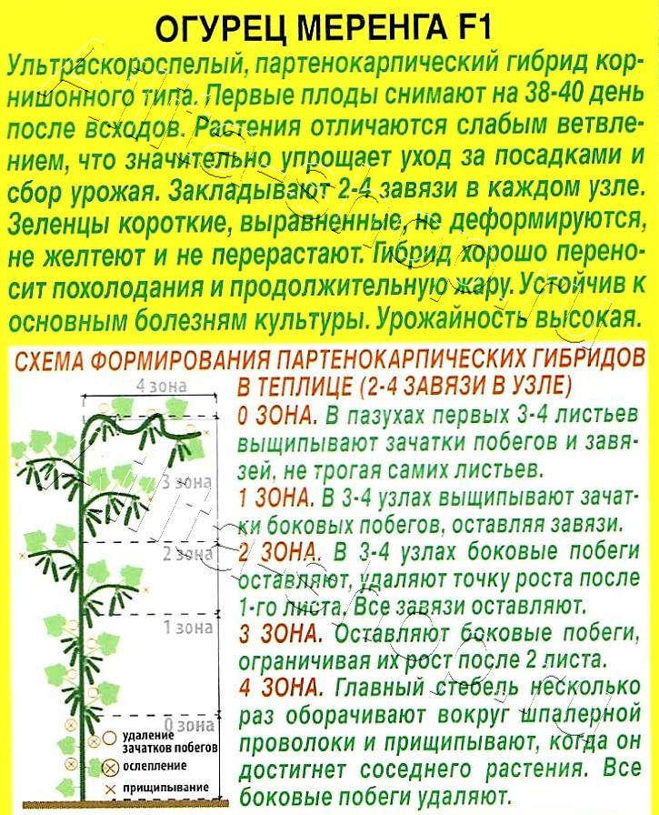 Огурец Меренга F1 10шт