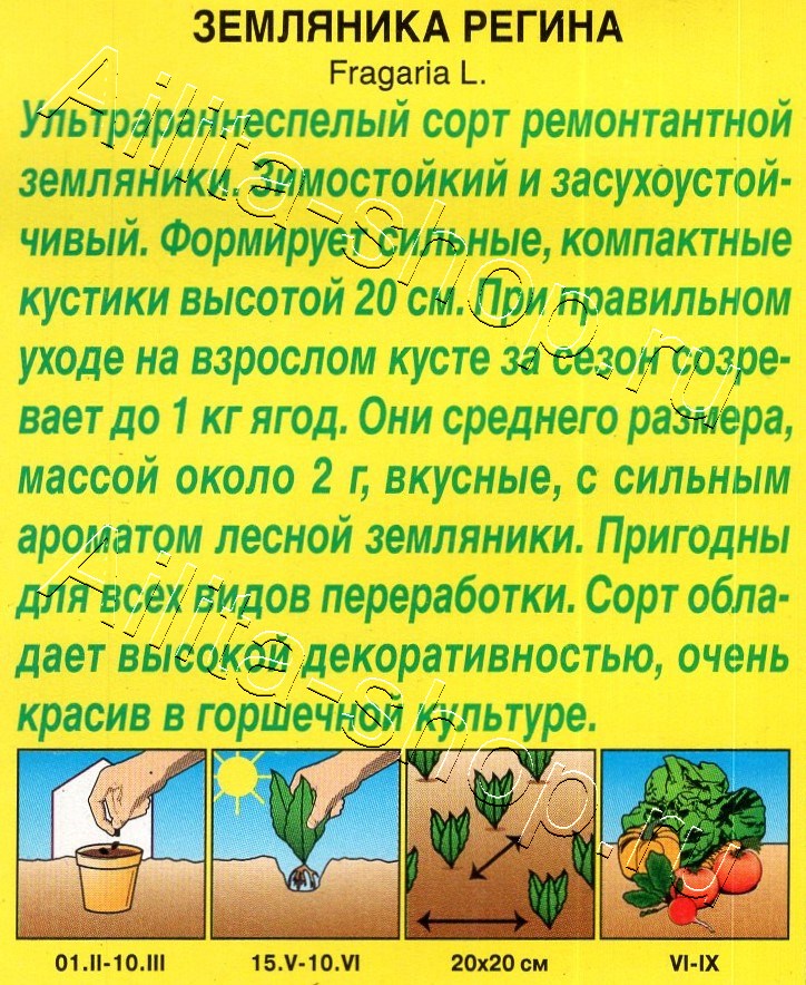 Земляника Регина 0,03г