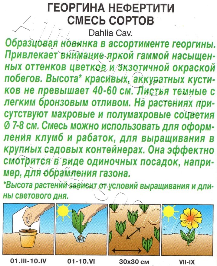 Георгина Нефертити, смесь сортов 0,3г