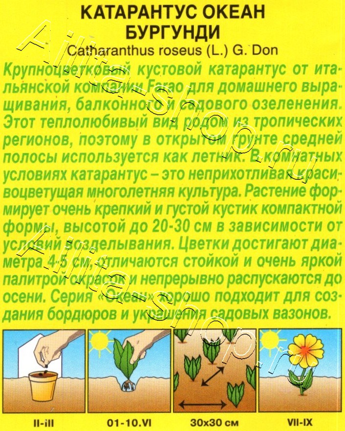 Катарантус Океан бургунди 10шт