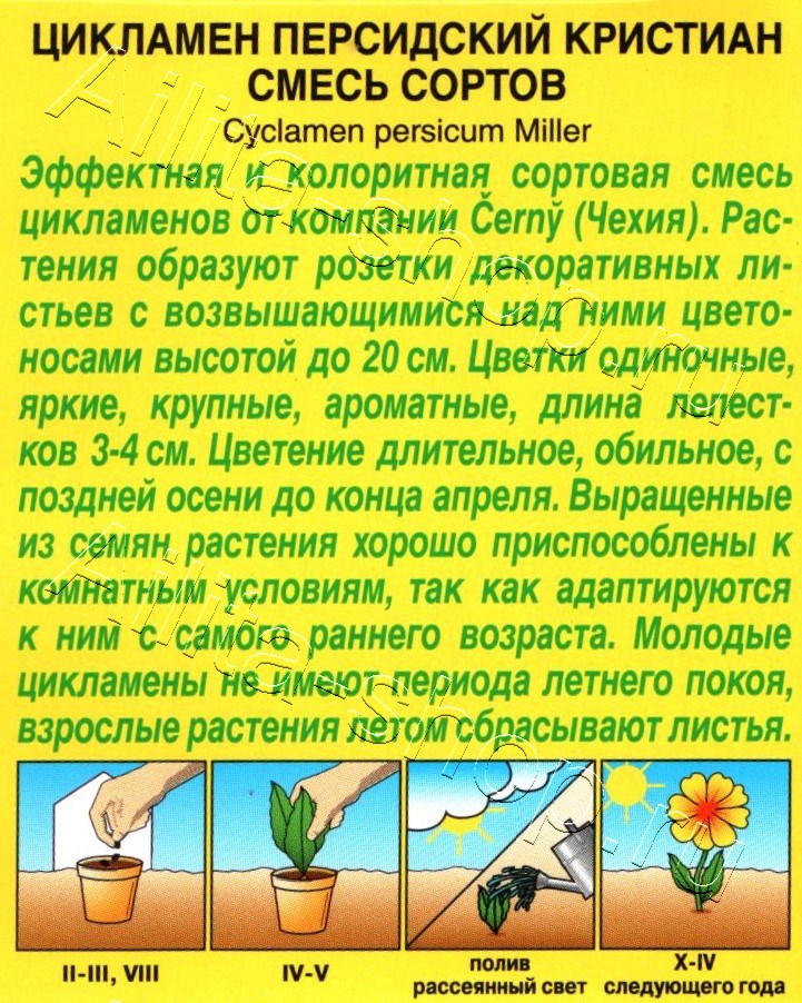 Цикламен персидский Кристиан, смесь 3шт