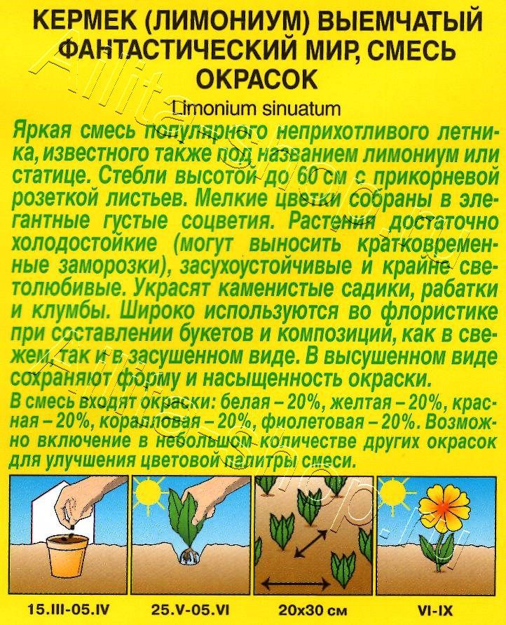 Кермек (лимониум) Фантастический мир, смесь окрасок 0,1г