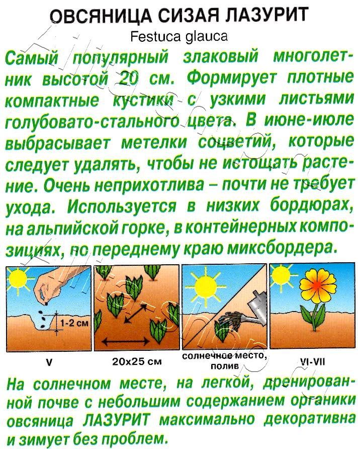 Овсяница сизая Лазурит 5шт