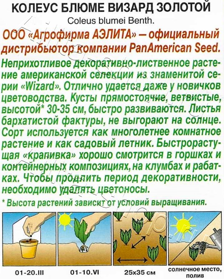 Колеус блюме Золотой 5шт