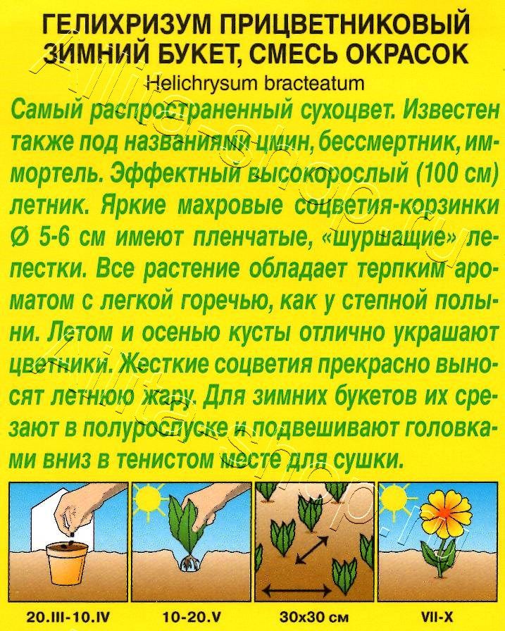 Гелихризум Зимний букет, смесь окрасок 0,3г