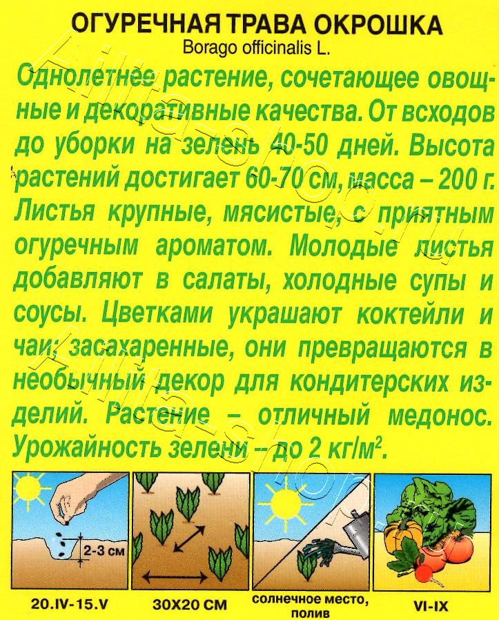 Огуречная трава Окрошка 25шт