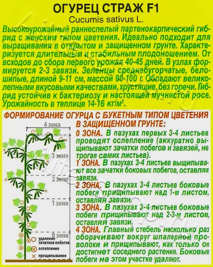 Огурец Страж F1 10шт