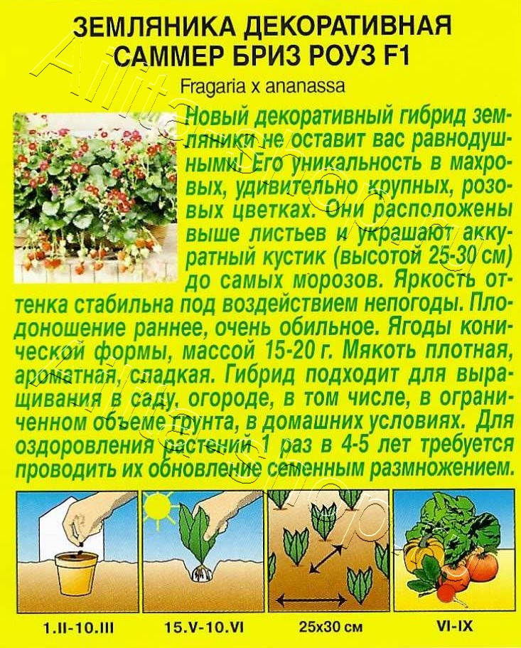 Земляника Саммер Бриз Роуз F1 5шт