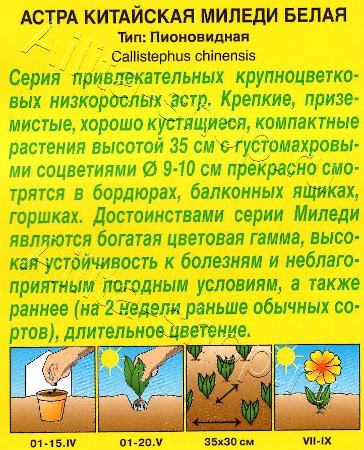 Астра Миледи белая 0,2г