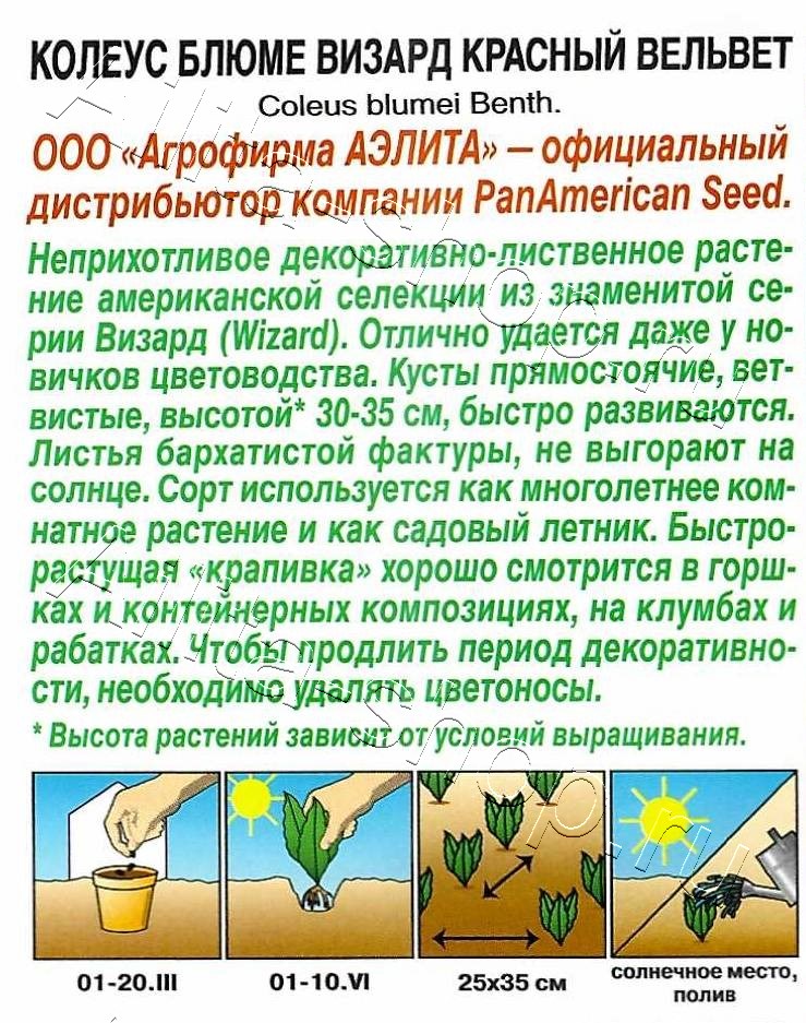 Колеус блюме Красный вельвет 5шт